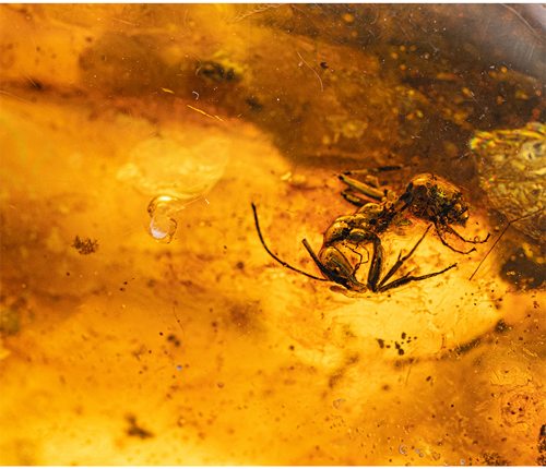 47,15 g Amber Nugget with inclusion (2)