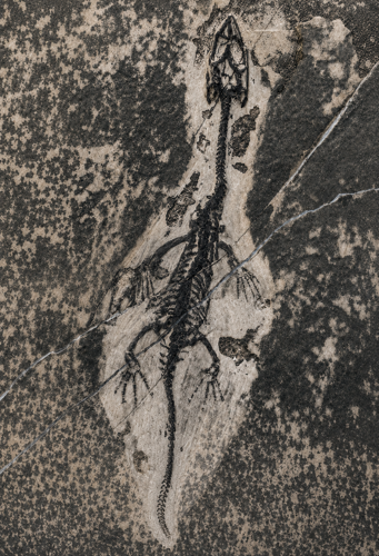 Roplio fosilija (Keichousaurus), Kinija, 242–237 mln. m. (1)