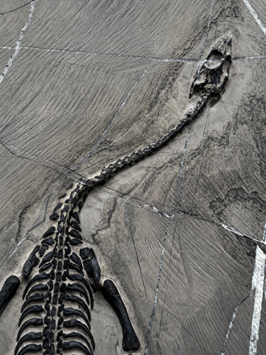 Reptile fossil (Keichousaurus), China, ~242–237 million years (3)