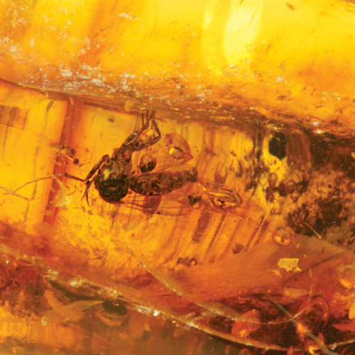 6,40 g Amber Nugget with inclusion (4)