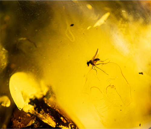 Самородок янтаря с инклюзом 49,10 г (2)