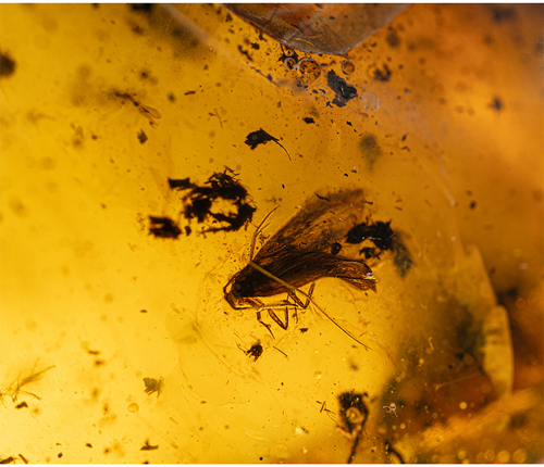 39,25 гр. Самороден кехлибар с фосил (2)