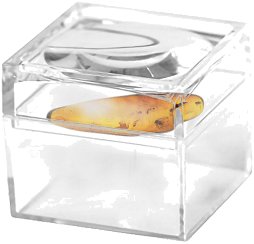 1,10 g Gintaro grynuolis su inkliuzu (2)