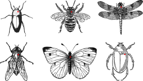 Entomological pins insects (Emulate) (3)