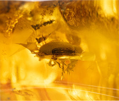 Самородок янтаря с инклюзом 63,60 г (2)