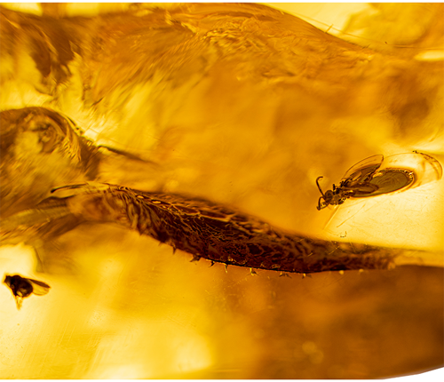 Самородок янтаря с инклюзом 60,05 г (2)