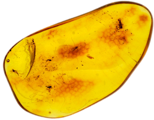 Самородок янтаря с инклюзом 4,80 г (1)