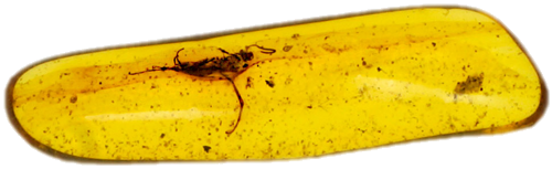 0,70 g Gintaro grynuolis su inkliuzu (1)