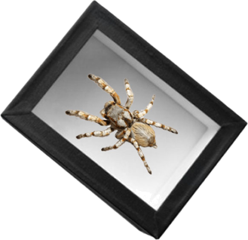 Коробка для экспонирования (3)