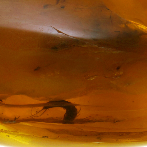 13,65 g Amber Nugget with inclusion (3)