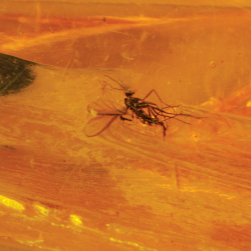 10,90 g Amber Nugget with inclusion (4)