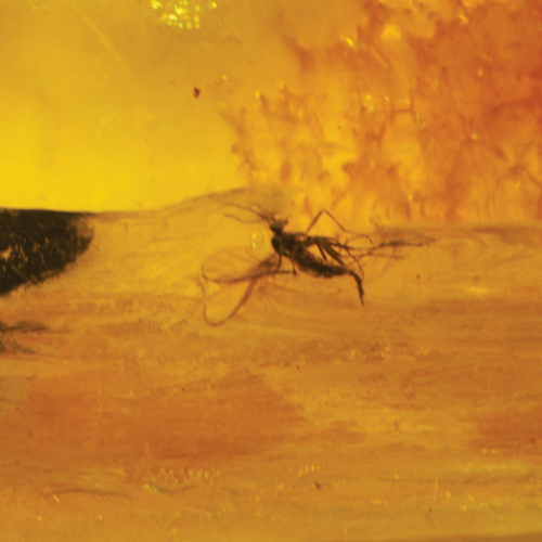 6,60 g Gintaro grynuolis su inkliuzu (4)