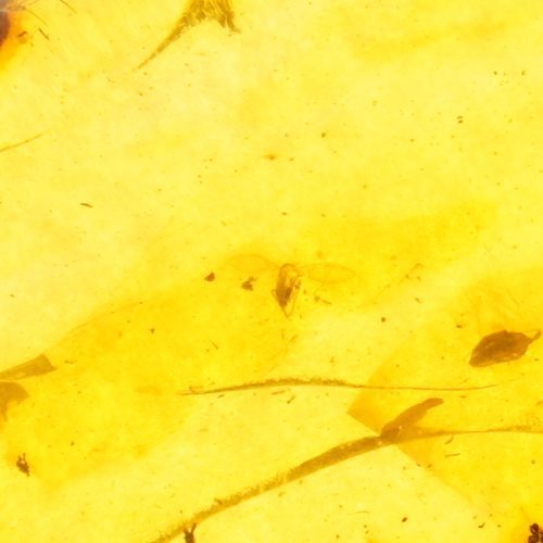 20,00 g Amber Nugget with inclusion (2)