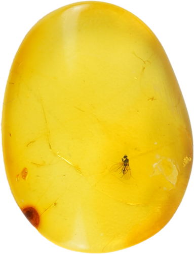 0,55 g Gintaro grynuolis su inkliuzu (4)