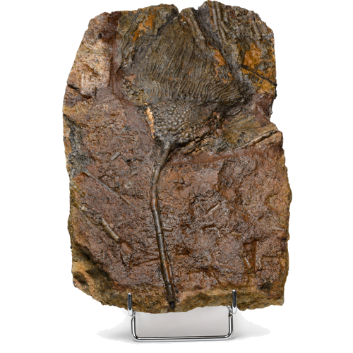 Crinoid (sea lily) fossil (Scyphocrinites elegans), Morocco, ~443.8–419.2 million years (1)