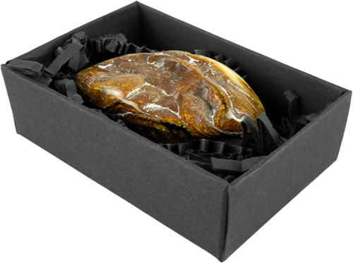 24 g Gintaro grynuolis (2)