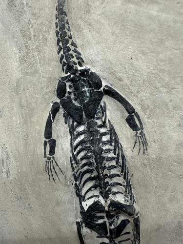 Фосил от влечуго (Keichousaurus), Китай, 251,9–201,3 млн. г. (3)
