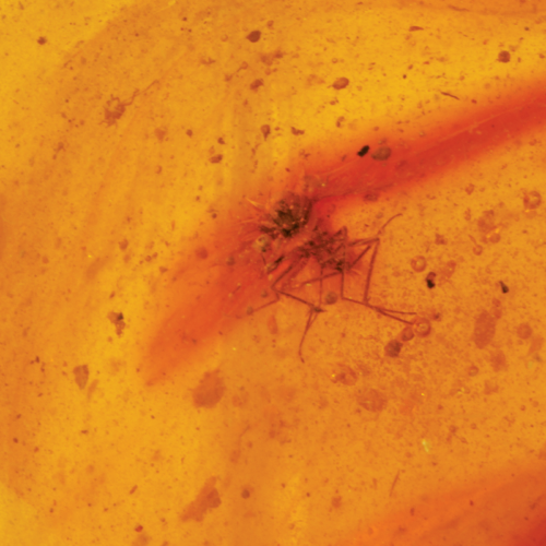 10,95 g Dzintara tīrradnis ar inkrustāciju (4)