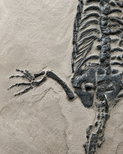 Rāpuļa fosilija (Keichousaurus), Ķīna, 251–201 milj. g. (2)