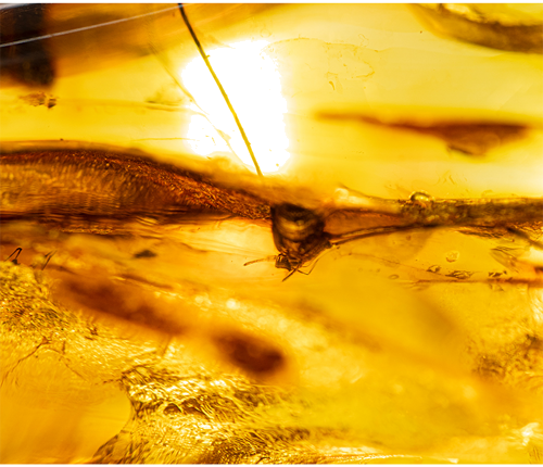 Самородок янтаря с инклюзом паука 42 г (2)