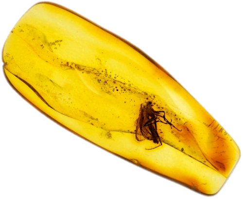 0,80 g Dzintara tīrradnis ar inkrustāciju (1)