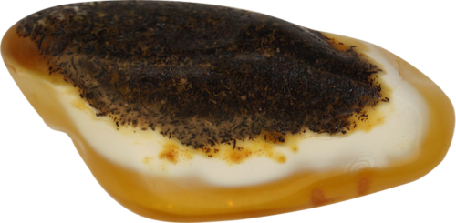 15 g Amber Nugget (1)