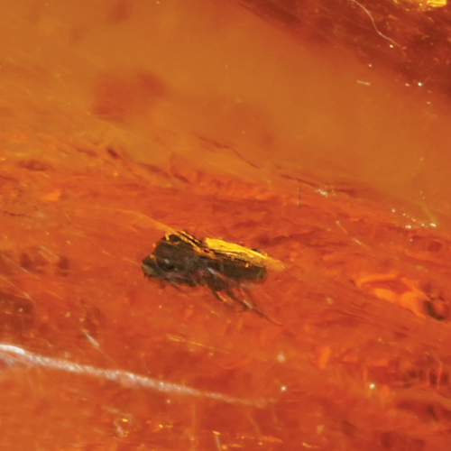 15,40 g Amber Nugget with inclusion (4)