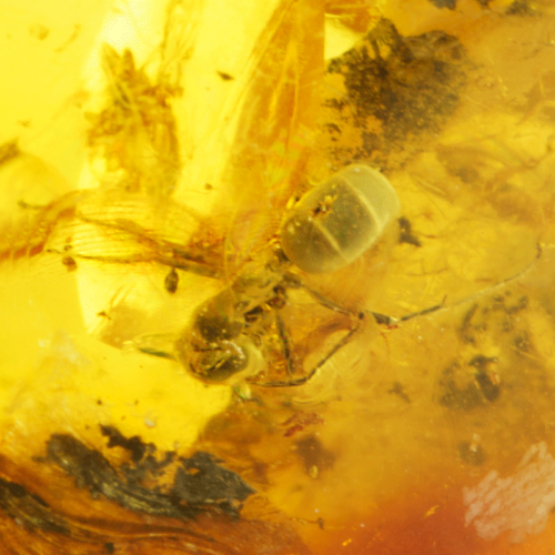 10,80 g Gintaro grynuolis su inkliuzu (2)