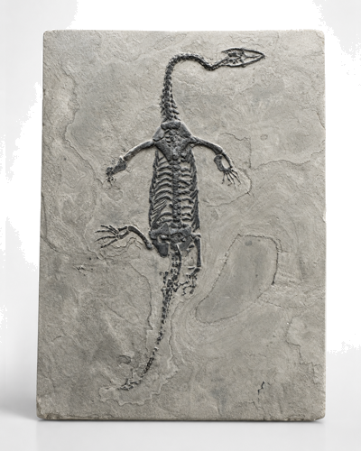 Окаменелость рептилии (Keichousaurus), Китай, 251–201 млн. лет (3)