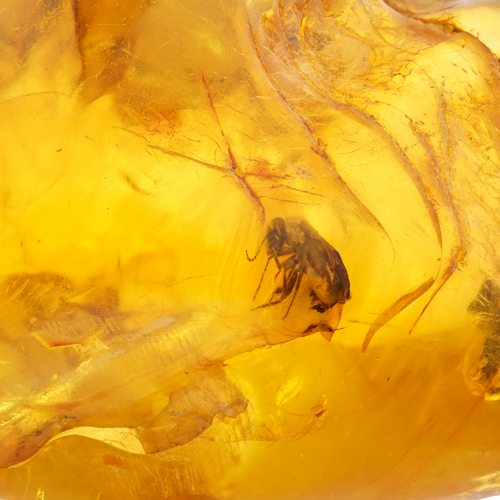 21,60 g Amber Nugget with inclusion (2)