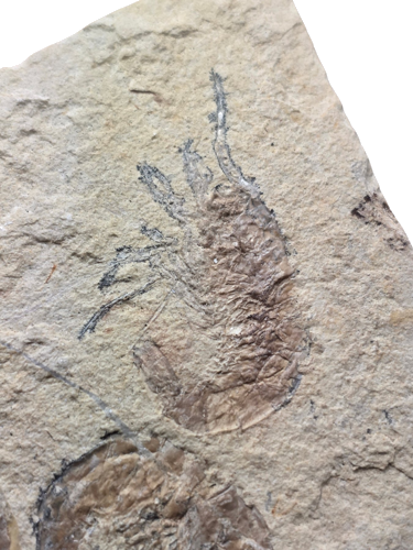 Ископаемые креветки (Carpopenaeus callirostris), Ливан, ~100,5–66 млн лет (2)
