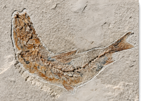 Fish fossil (Teleostei), Lebanon, 100.5–66 million years (2)