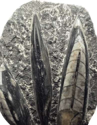 Galvaskāju fosilija (Orthoceras), Maroka, 485,4–443,8 milj. g. (2)