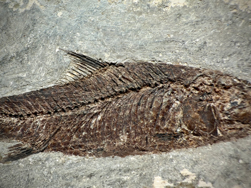 Фосил от риба (Jianghanichthys hubeiensis), Китай, ~56–33,9 млн. г. (2)