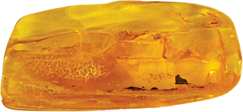 10,90 g Amber Nugget with inclusion (1)