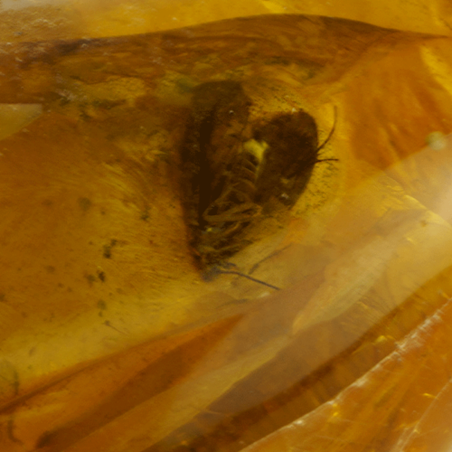 Самородок янтаря с инклюзом бабочки 12,60 г (4)