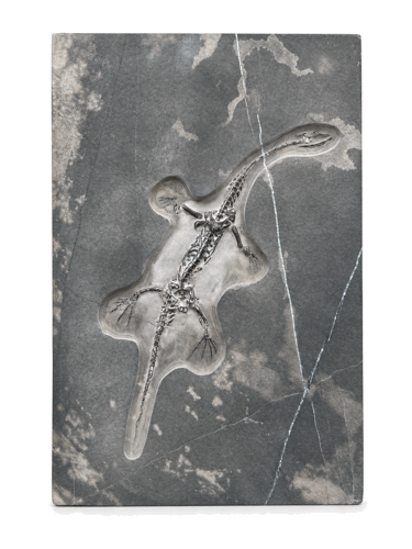 Rāpuļa fosilija (Keichousaurus), Ķīna, ~242–237 milj. gadu (2)