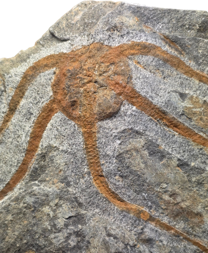 Окаменелость офиуры (Ophiuroidea), Марокко, 485–443 млн. лет (1)
