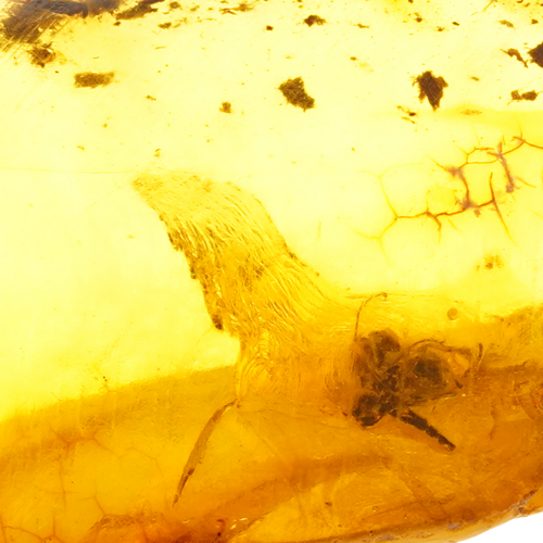 3,40 g Amber Nugget with inclusion (2)