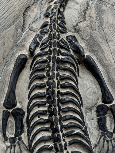 Roplio fosilija (Keichousaurus), Kinija, ~242–237 mln. m. (2)