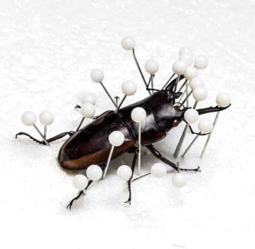 Kukaiņu sagatavošanas pamats (1)