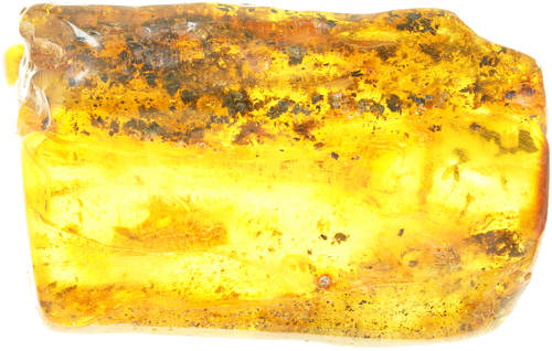 40,50 g Amber Nugget with inclusion (2)