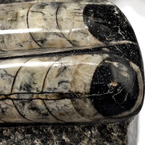 Tiesiakriauklių nautiloidų fosilijų plokštė („Orthoceras“), Marokas, ~ 400 mln. m. (2)
