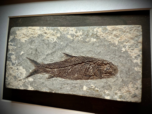 Fish fossil (Jianghanichthys hubeiensis), China, ~56–33.9 million years (1)