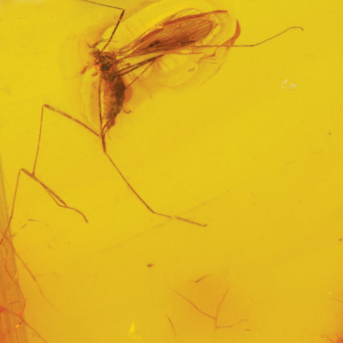 6,25 g Gintaro grynuolis su inkliuzu (4)