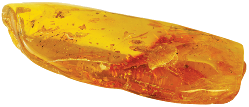 8,25 g Amber Nugget with inclusion (4)