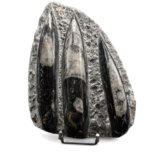Orthoceras cephalopod mollusk fossil (485–443 million years), Morocco (1)
