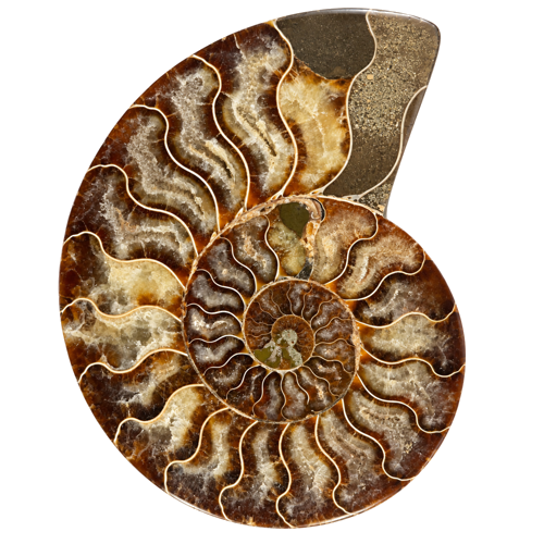 Polished Ammonite Fossil (Cleoniceras), Madagascar, Approx. 110 Million Years Old (1)