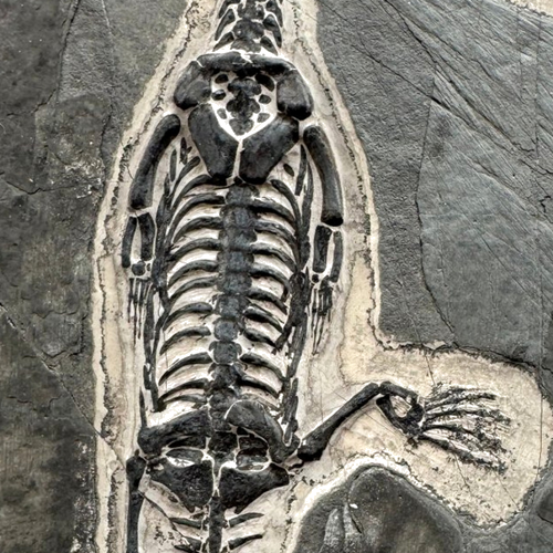 Roplio fosilija (Keichousaurus), Kinija, ~242–237 mln. m. (3)