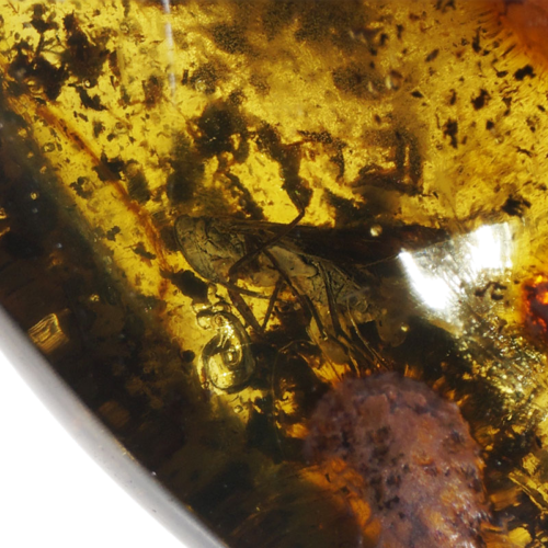 50 g Amber Nugget with inclusion (3)